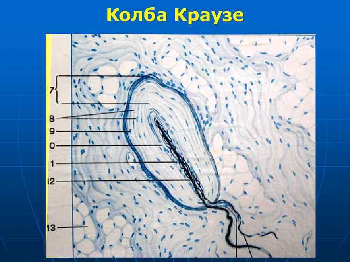 Колба Краузе 