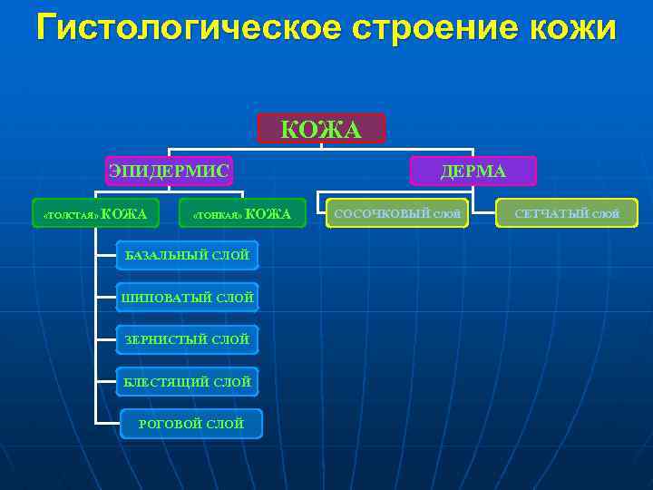 Гистологическое строение кожи КОЖА ЭПИДЕРМИС «ТОЛСТАЯ» КОЖА «ТОНКАЯ» ДЕРМА КОЖА БАЗАЛЬНЫЙ СЛОЙ ШИПОВАТЫЙ СЛОЙ