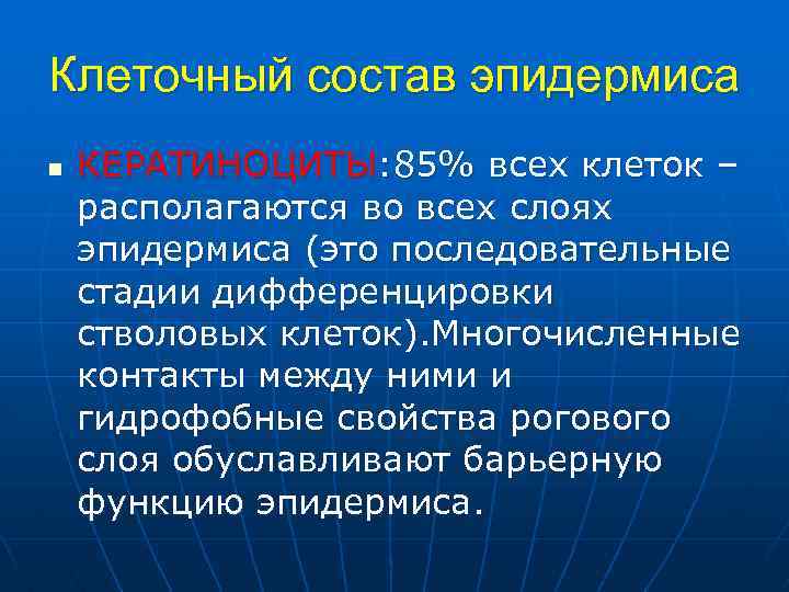 Клеточный состав эпидермиса n КЕРАТИНОЦИТЫ: 85% всех клеток – располагаются во всех слоях эпидермиса