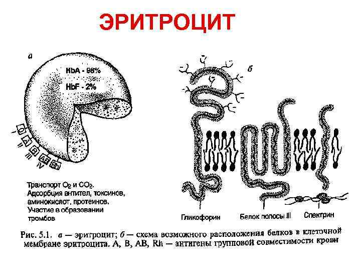 ЭРИТРОЦИТ 