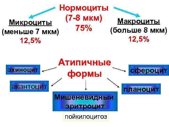 Нормоциты (7 -8 мкм) Макроциты Микроциты 75% (больше 8 мкм) (меньше 7 мкм) 12,