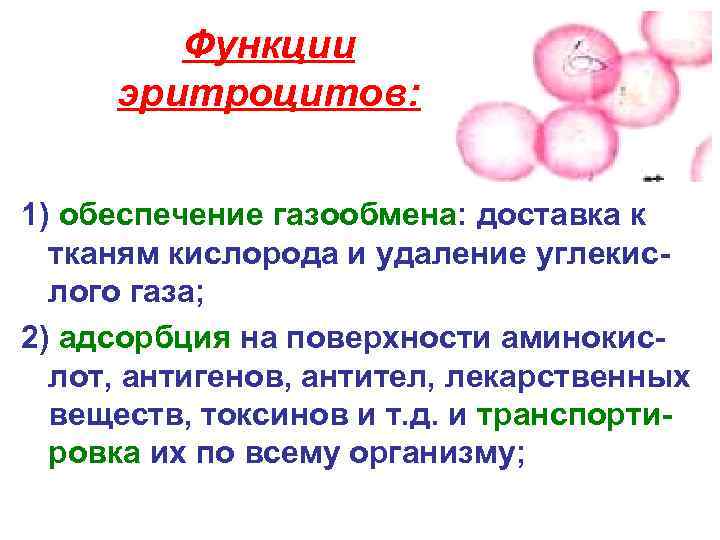 Функции эритроцитов: 1) обеспечение газообмена: доставка к тканям кислорода и удаление углекислого газа; 2)