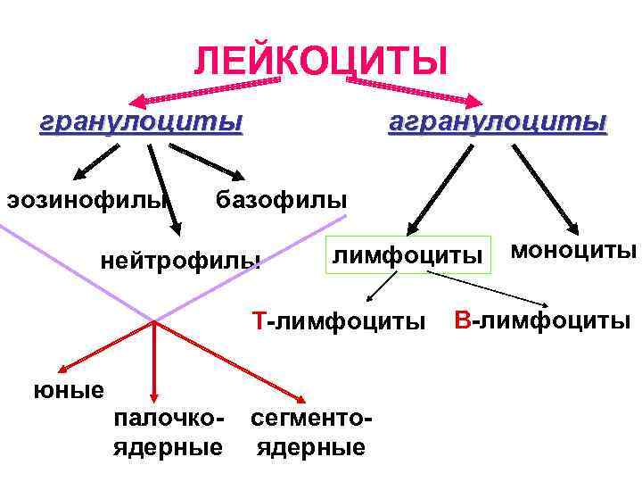 ЛЕЙКОЦИТЫ гранулоциты эозинофилы агранулоциты базофилы нейтрофилы лимфоциты Т-лимфоциты юные палочкоядерные сегментоядерные моноциты В-лимфоциты 