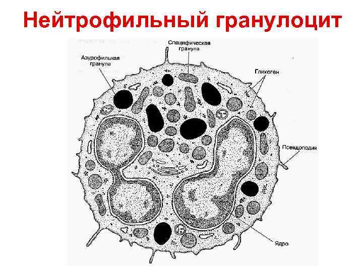 Нейтрофильный гранулоцит 