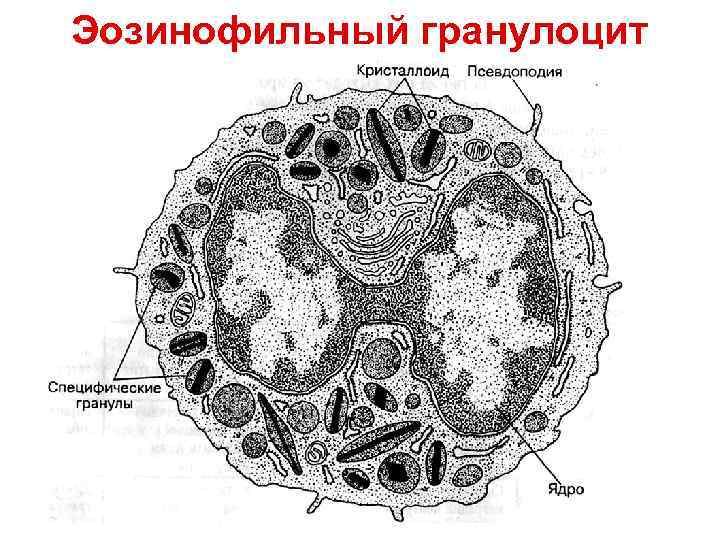 Эозинофильный гранулоцит 