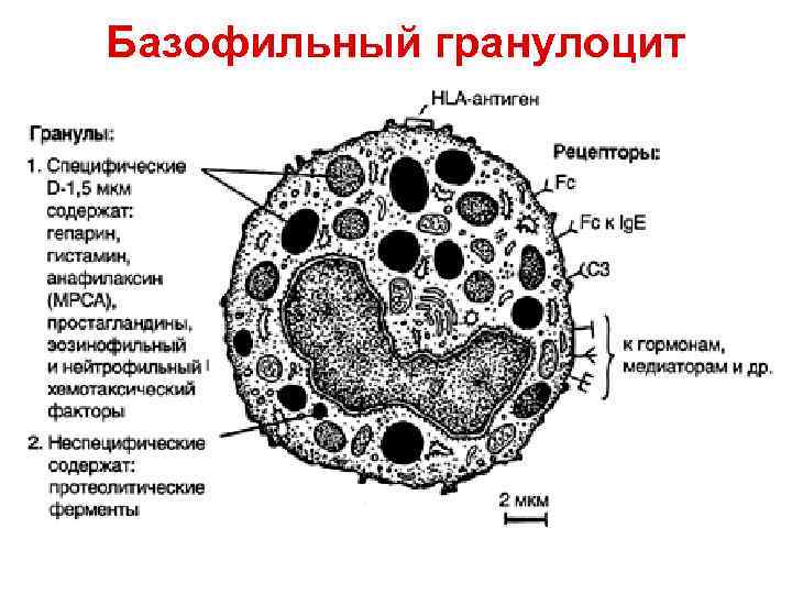 Базофильный гранулоцит 