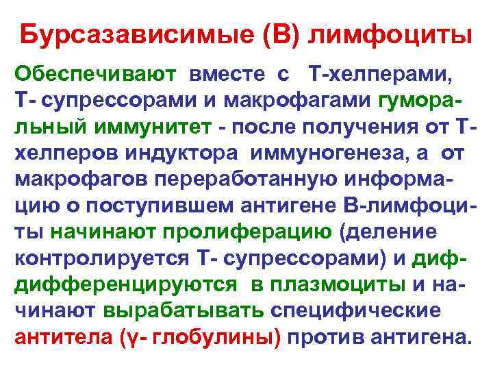 Бурсазависимые (В) лимфоциты Обеспечивают вместе с Т-хелперами, Т- супрессорами и макрофагами гуморальный иммунитет -