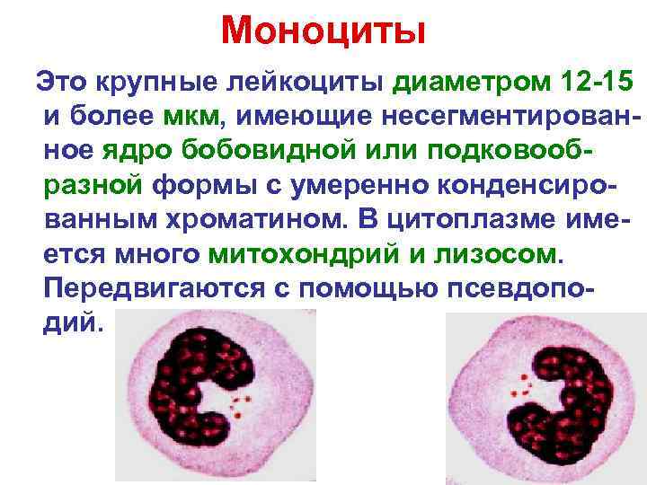 Моноциты Это крупные лейкоциты диаметром 12 -15 и более мкм, имеющие несегментированное ядро бобовидной