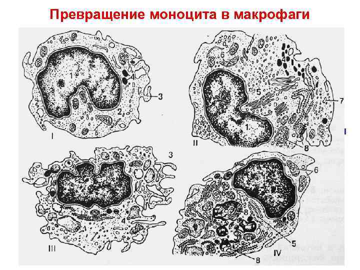 Превращение моноцита в макрофаги Ø 12 -15 мкм 