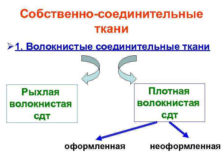 Собственно-соединительные ткани Ø 1. Волокнистые соединительные ткани Рыхлая волокнистая сдт оформленная Плотная волокнистая сдт