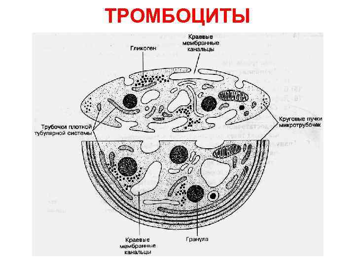 ТРОМБОЦИТЫ 