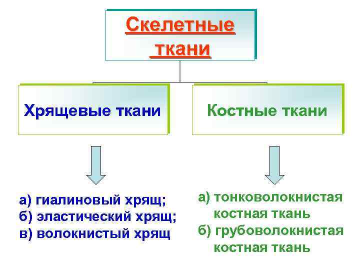 Скелетные ткани Хрящевые ткани а) гиалиновый хрящ; б) эластический хрящ; в) волокнистый хрящ Костные