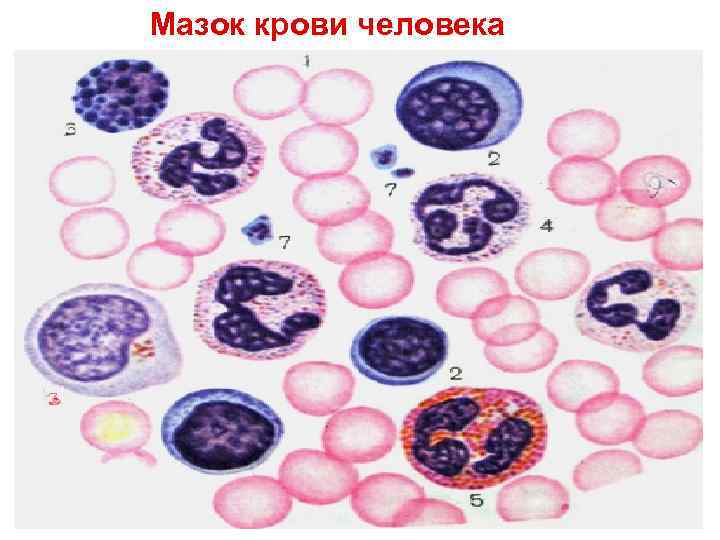 Мазок крови человека 