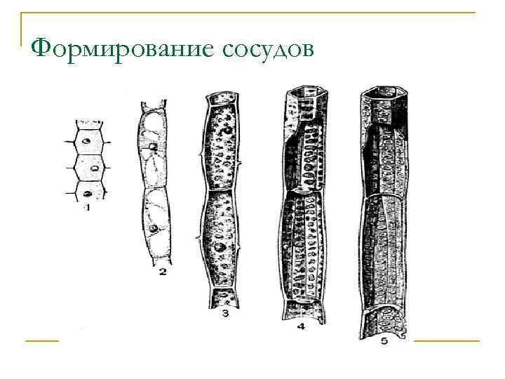 Формирование сосудов 