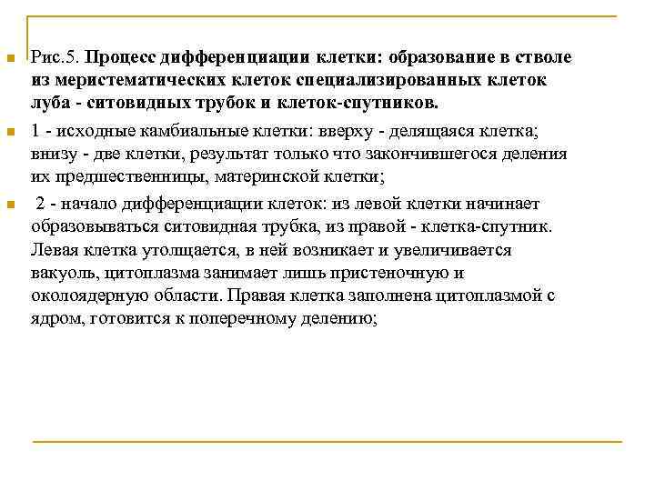 n n n Рис. 5. Процесс дифференциации клетки: образование в стволе из меристематических клеток