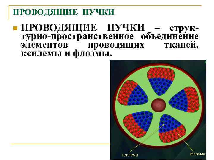 Проводящие пучки. Пучки проводящих тканей. Проводящие пучки ксилемы и флоэмы. Пучки проводящей ткани. Элементы проводящей ткани проводящих Пучков.