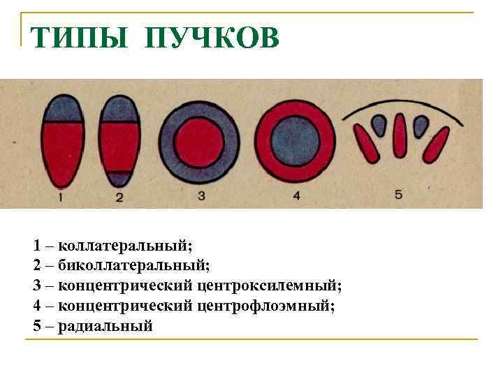 ТИПЫ ПУЧКОВ 1 – коллатеральный; 2 – биколлатеральный; 3 – концентрический центроксилемный; 4 –