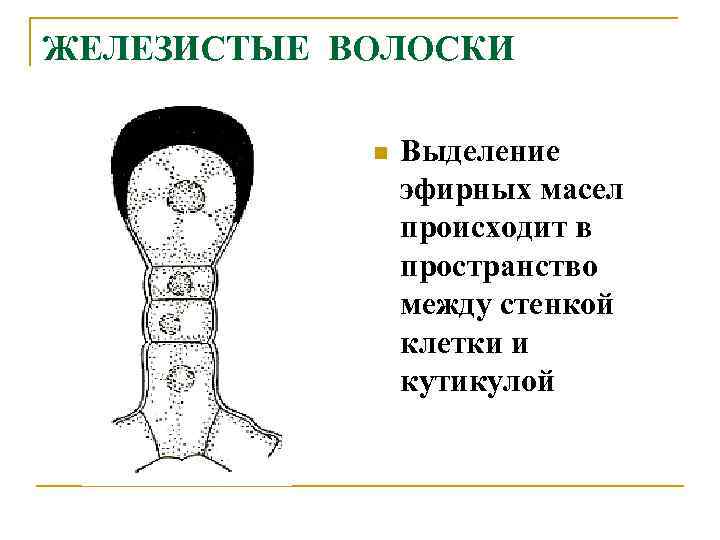 ЖЕЛЕЗИСТЫЕ ВОЛОСКИ n Выделение эфирных масел происходит в пространство между стенкой клетки и кутикулой