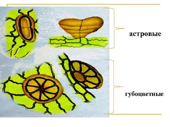 астровые губоцветные 