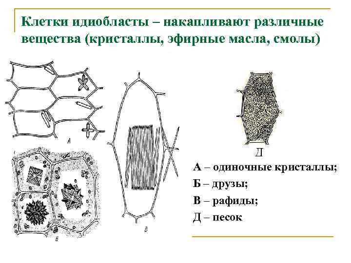 Клетки идиобласты – накапливают различные вещества (кристаллы, эфирные масла, смолы) А – одиночные кристаллы;