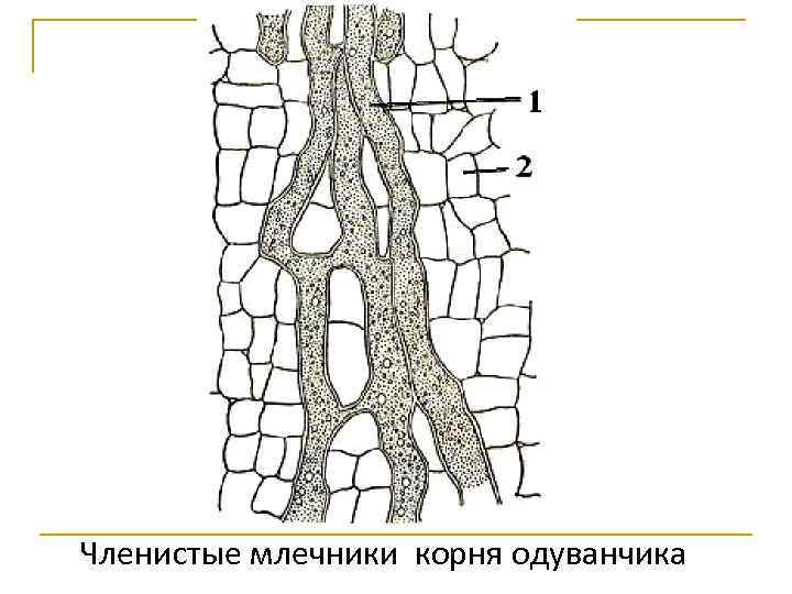 Членистые млечники корня одуванчика 