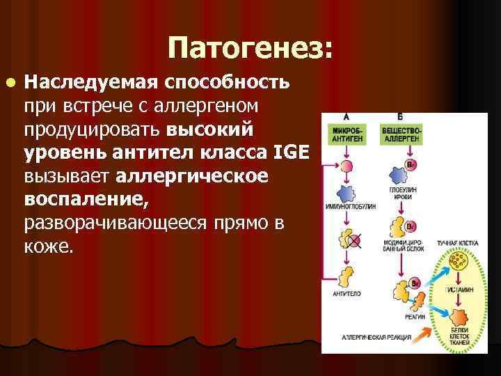 Патогенез: l Наследуемая способность при встрече с аллергеном продуцировать высокий уровень антител класса IGE