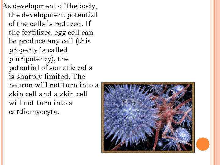 As development of the body, the development potential of the cells is reduced. If