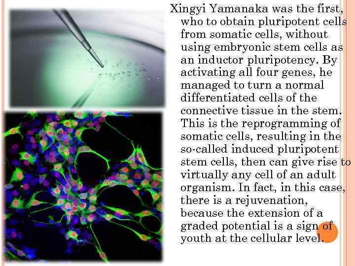 Xingyi Yamanaka was the first, who to obtain pluripotent cells from somatic cells, without