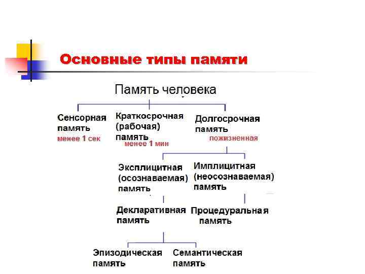 Основные виды и типы памяти сенсорная кратковременная долговременная оперативная вечная