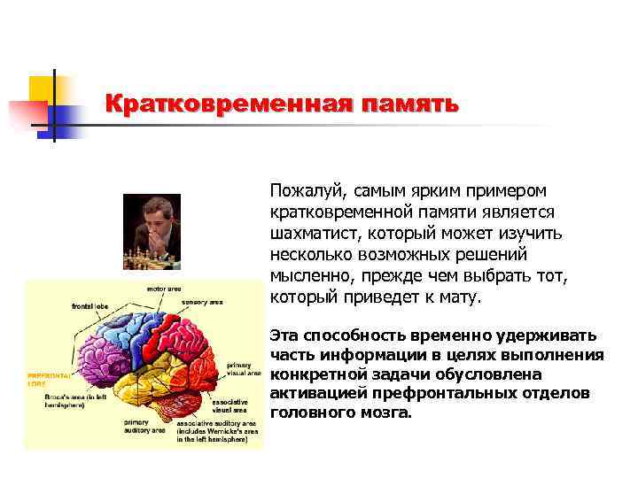 Кратковременная память Пожалуй, самым ярким примером кратковременной памяти является шахматист, который может изучить несколько
