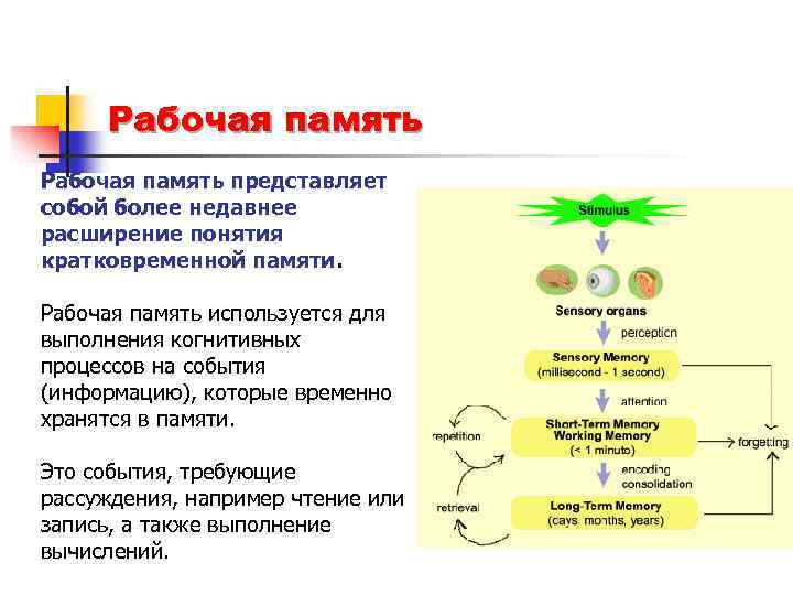 Рабочая память представляет собой более недавнее расширение понятия кратковременной памяти. Рабочая память используется для