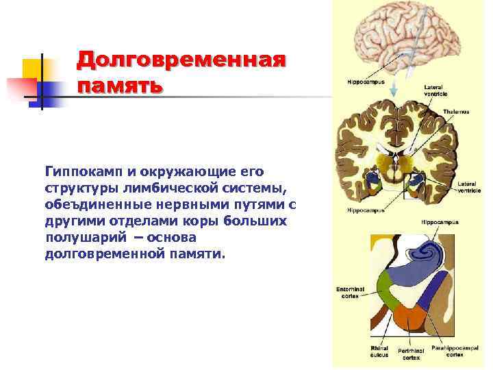 Психофизиология памяти презентация