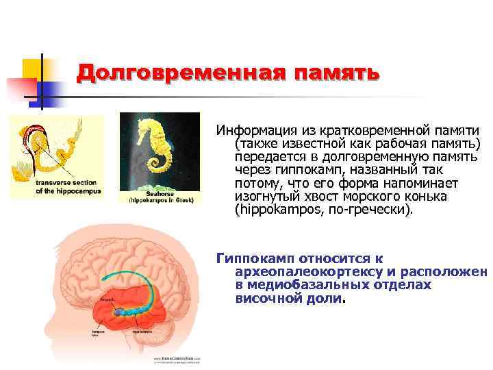 Определение объема кратковременной слуховой памяти у человека вывод