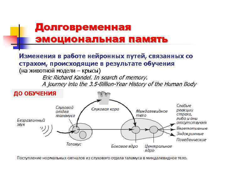 Психофизиология памяти презентация