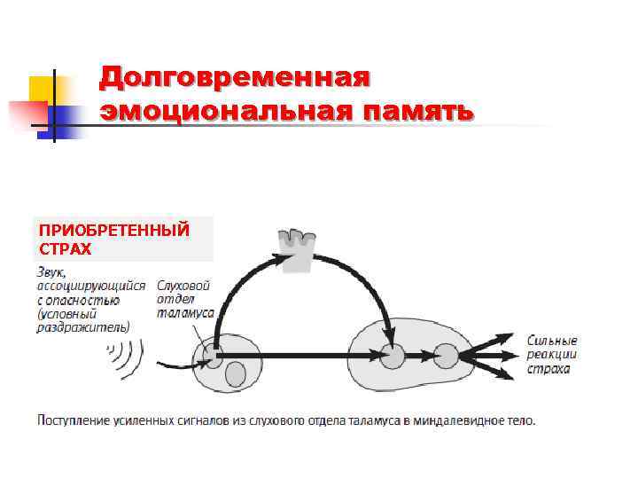 Долговременная эмоциональная память ПРИОБРЕТЕННЫЙ СТРАХ 