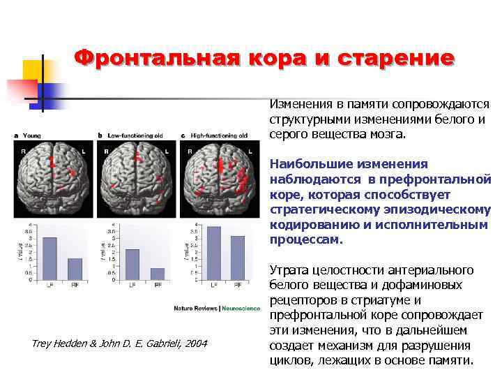 Фронтальная кора и старение Изменения в памяти сопровождаются структурными изменениями белого и серого вещества