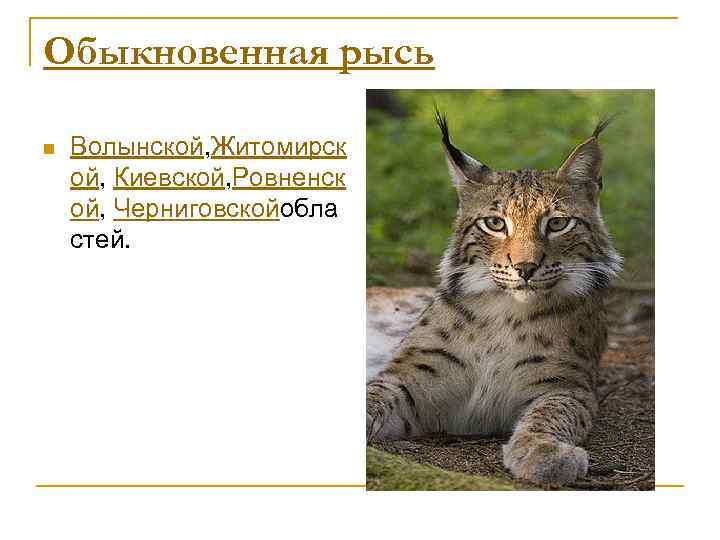 Обыкновенная рысь n Волынской, Житомирск ой, Киевской, Ровненск ой, Черниговскойобла стей. 