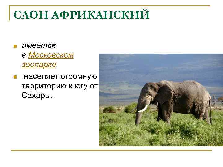 СЛОН АФРИКАНСКИЙ n n имеется в Московском зоопарке населяет огромную территорию к югу от
