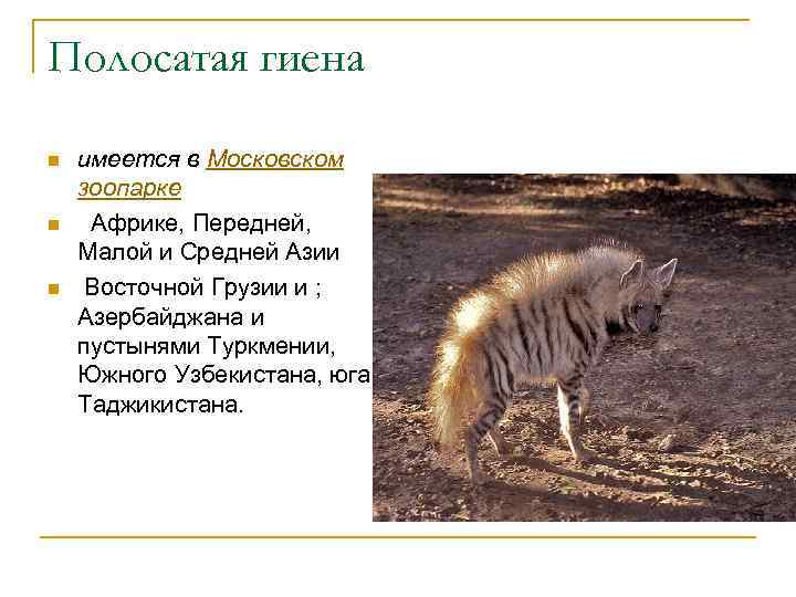 Полосатая гиена n n n имеется в Московском зоопарке Африке, Передней, Малой и Средней