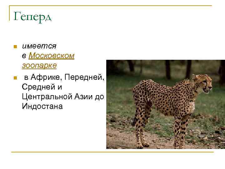 Геперд n n имеется в Московском зоопарке в Африке, Передней, Средней и Центральной Азии