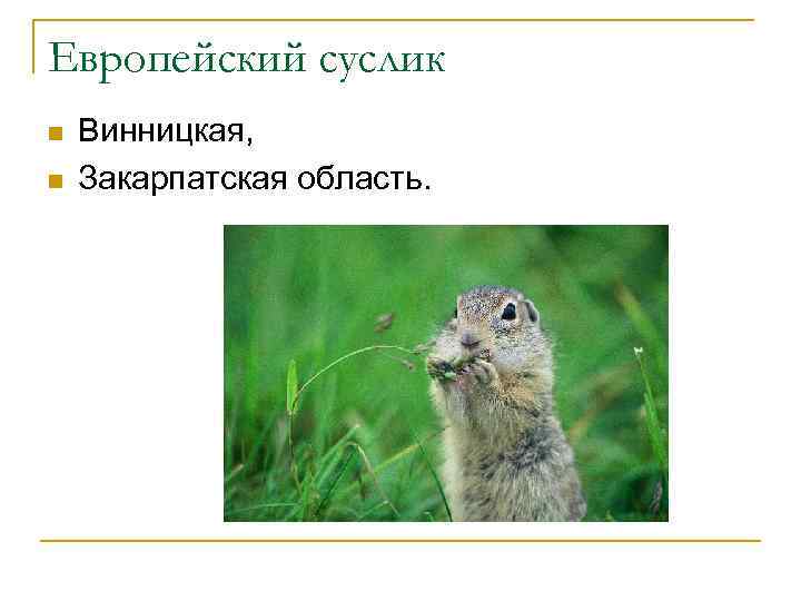 Европейский суслик n n Винницкая, Закарпатская область. 