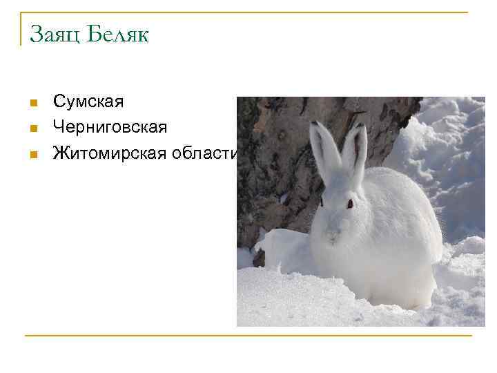 Заяц Беляк n n n Сумская Черниговская Житомирская области 
