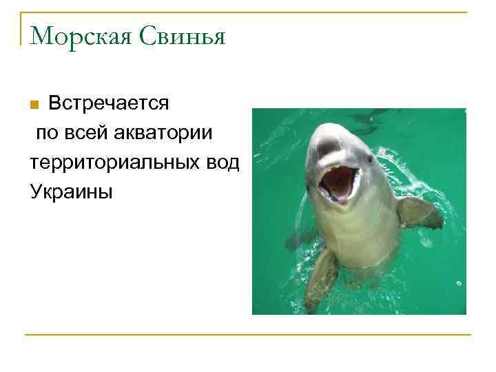 Морская Свинья Встречается по всей акватории территориальных вод Украины n 