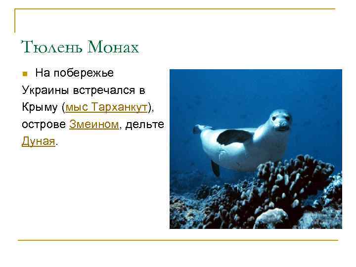 Тюлень Монах На побережье Украины встречался в Крыму (мыс Тарханкут), острове Змеином, дельте Дуная.