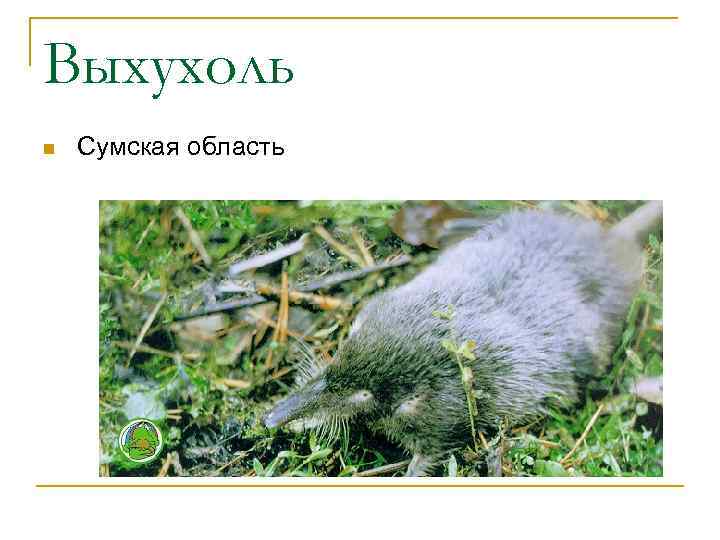 Выхухоль n Сумская область 