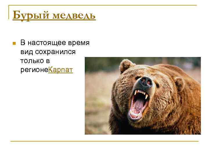 Бурый медведь n В настоящее время вид сохранился только в регионе. Карпат 