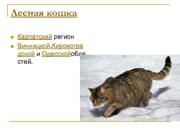 Лесная кошка n n Карпатский регион Винницкой, Кировогра дской и Одесскойобла стей. 