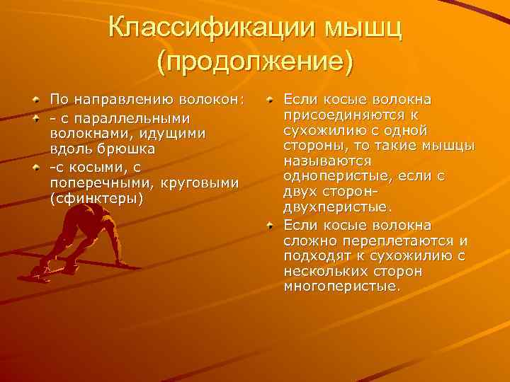 Классификации мышц (продолжение) По направлению волокон: - с параллельными волокнами, идущими вдоль брюшка -с