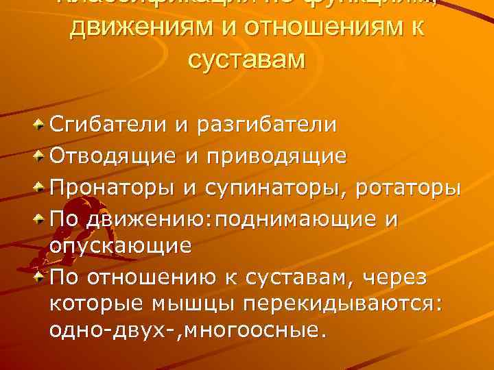 Классификация по функциям, движениям и отношениям к суставам Сгибатели и разгибатели Отводящие и приводящие