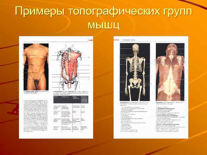 Примеры топографических групп мышц 